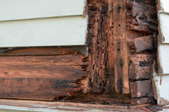 dry rot in a home