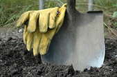 A shovel set into the soil with a pair of yellow work gloves.
