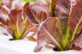 red lettuce growing in aquaponics