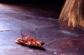 a dead roach on a floor