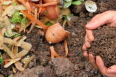 Compost with vegetable scraps