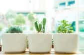 Three potted cactus plants