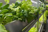 indoor lettuce garden