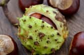 A pair of buckeye nuts still in their green, spiky outer shell.