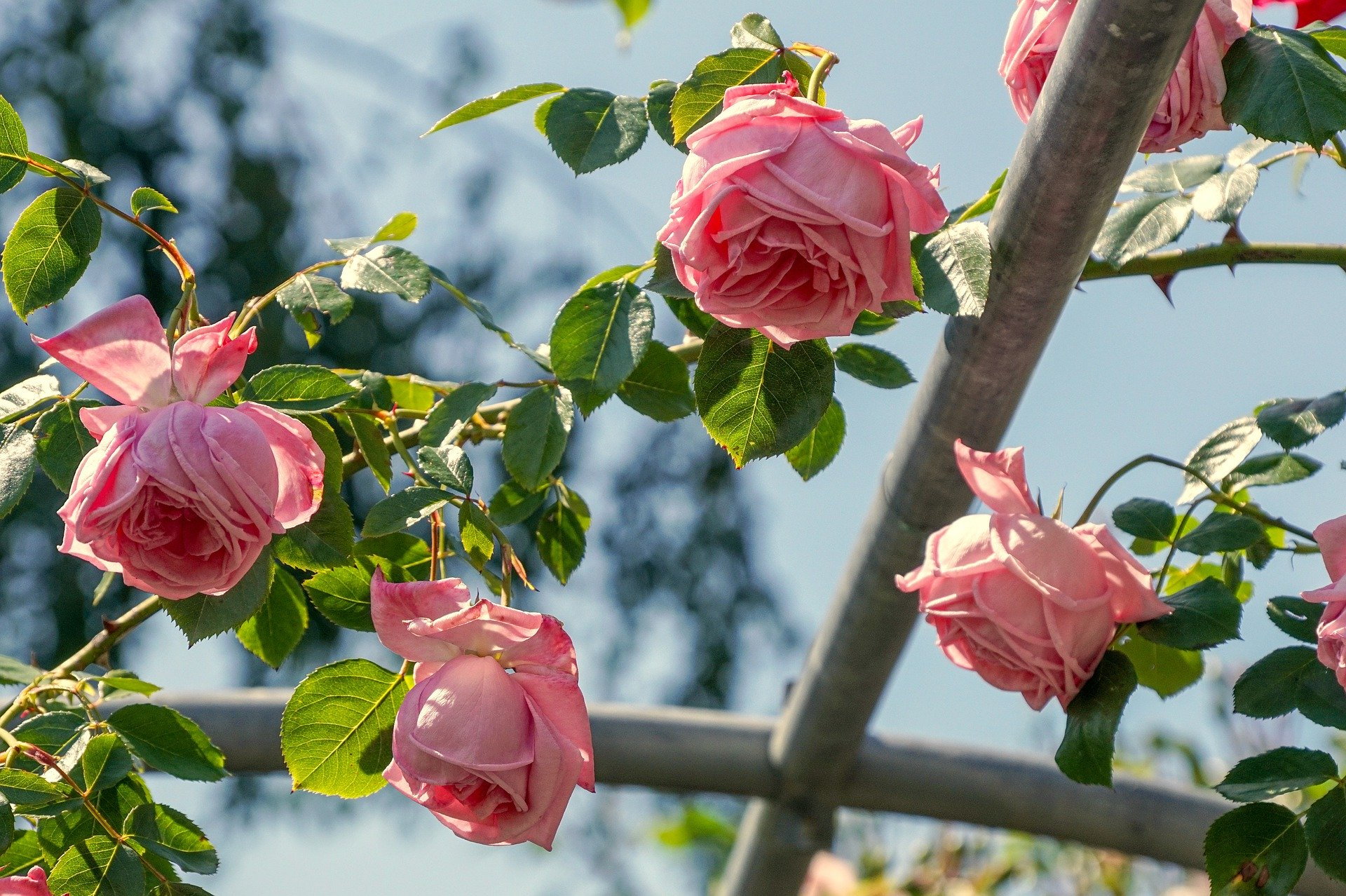 How to Plant and Train a Climbing Rose