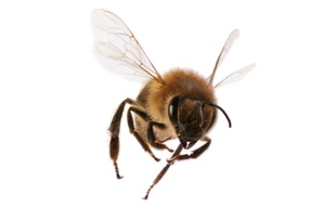 A close-up of a bee in flight against a white background.