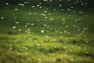 Army of small insects flying in a yard