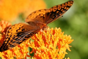 A butterfly perched on butterfly weed.
