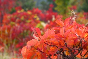 A smokebush plant with red and orange leaves.