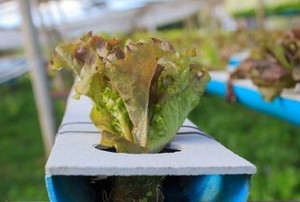 lettuce growing in an aquaponic system