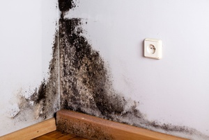 Black Mold in the corner of a room