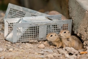 gophers near a metal box trap