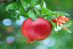 Ripe pomegranate on the branch.