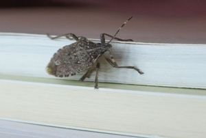 A brown stink bug on a windowsill.