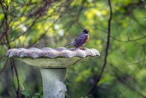 A concrete bird bath.