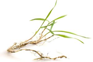 A weed against a white background with roots.