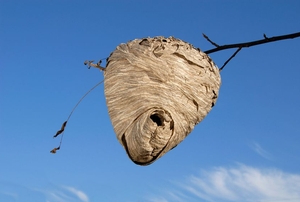 A deserted beehive hanging out on a limb.
