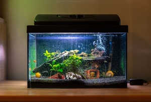 lit up fish tank