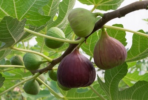 Fig tree branch.