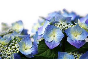 Blue Hydrangea flowers
