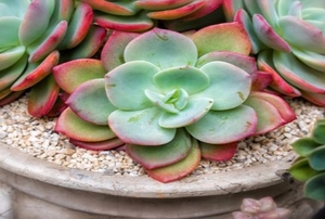 A close-up of succulents in a pot.