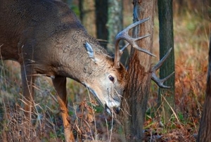 A whitetail buck rubbing on a tree.