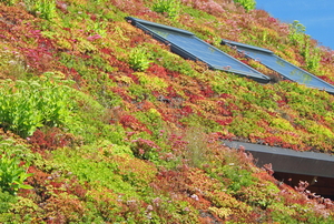 a moss covered roof