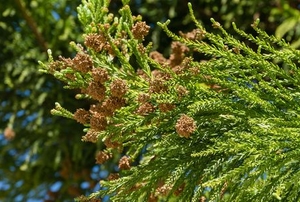 evergreen tree with small pinecones