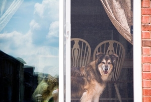 A dog looks out a sliding screen door.