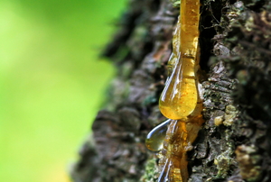 A drip of tree sap running down the bark of a tree.
