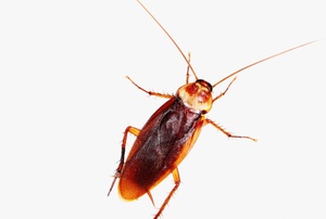 A cockroach against a white background.