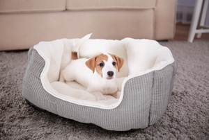 A dog in a bed.