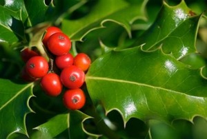 Holly Bush