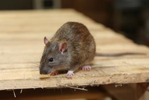 A rat on wood.