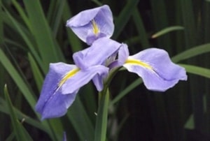 single iris flower