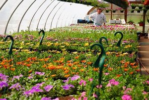The interior of a greenhouse.
