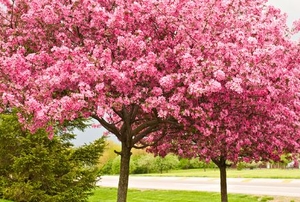 Two redbud trees side by side