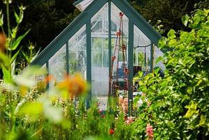 Looking through a lush garden at a small greenhouse.
