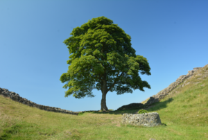 a large sycamore tree on a grassy hillside
