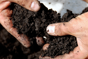 A man holds soil.