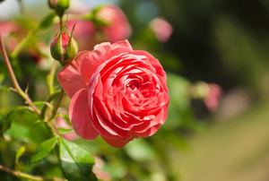 A close-up of a pink-ish red rose with others in the background.