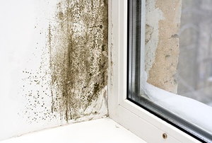 Mildew on the wall next to a window