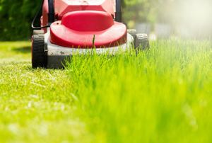 An electric lawn mower cuts grass.