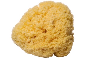 A sponge on a white background.