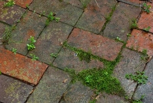 Moss growing between pavers