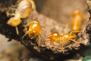 Termites on wood.
