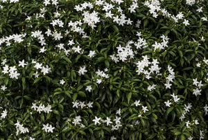 Jasmine in a field.