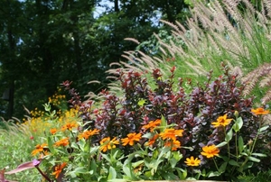 A colorful landscape of grasses and flowers.
