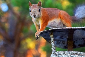 a squirrel on a Chimney Cowl