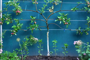 young espalier tree planted by a blue wall with supportive wiring